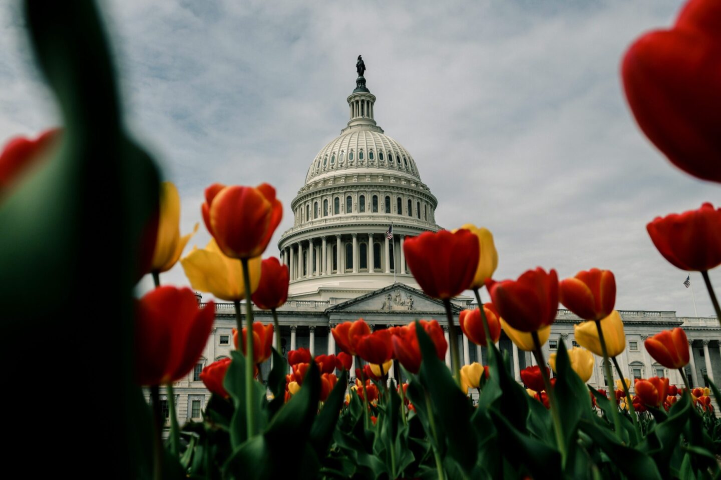 Washington DC with Tulips The Jefferson Site